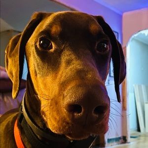 Meet your Posher, Olivia